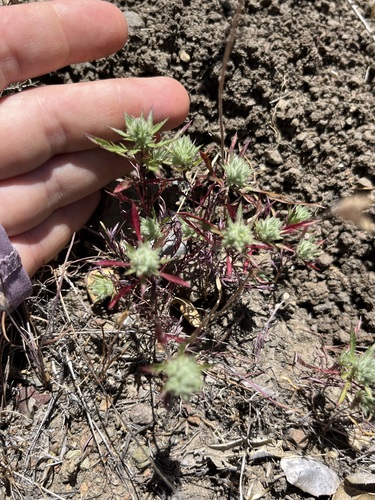 Image of Navarretia mitracarpa by no rights reserved