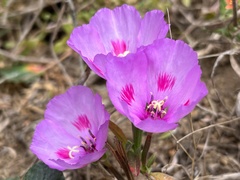 Clarkia amoena amoena