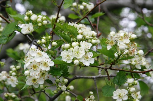 Crataegus sheila-phippsiae