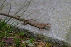 Takydromus tachydromoides