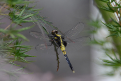 Orthetrum melania