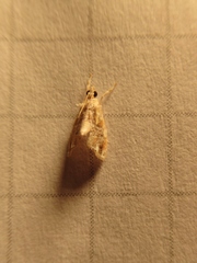 Evergestis rimosalis