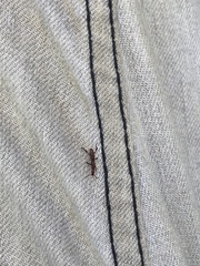 Cyphagogini