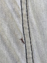 Cyphagogini