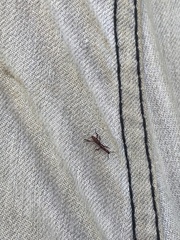 Cyphagogini