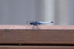 Orthetrum melania