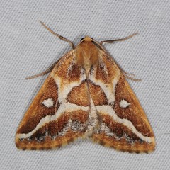 Caripeta angustiorata