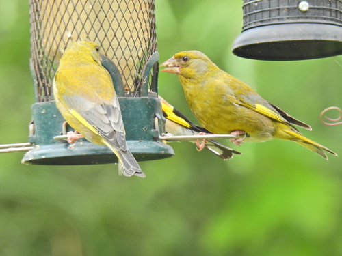 Verderón común (Chloris chloris)