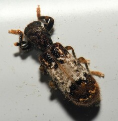 Pelonium leucophaeum