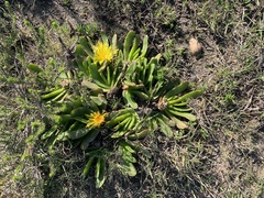 Glottiphyllum longum