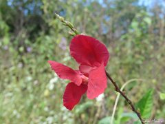 Macroptilium gracile