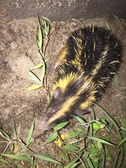 Hemicentetes semispinosus