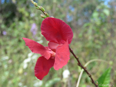 Macroptilium gracile