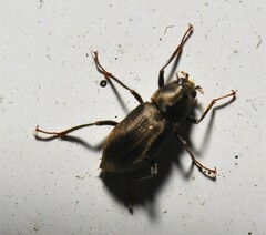 Helichus lithophilus