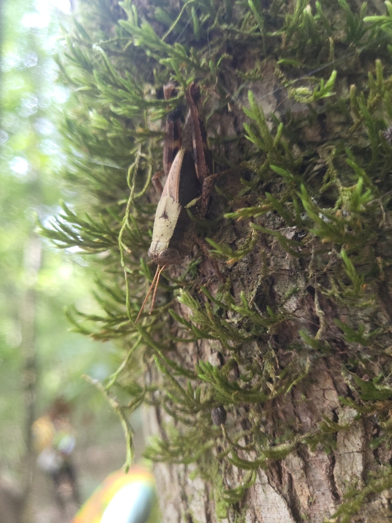 Dark-sided Grasshopper