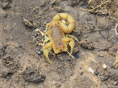Jaguajir rochae