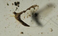 Callibaetis pretiosus