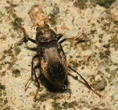 Helichus lithophilus