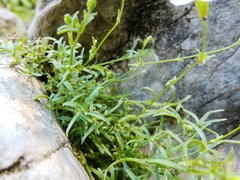 Heliosperma