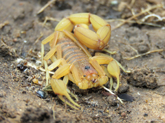 Jaguajir rochae