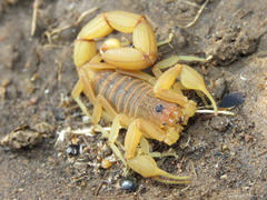 Jaguajir rochae