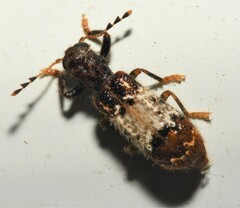 Pelonium leucophaeum