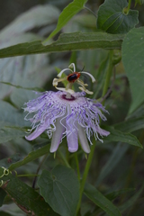 Disonycha discoidea