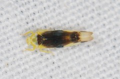 Empoa scripta