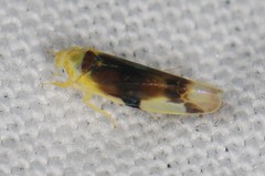 Empoa scripta