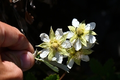 Farinopsis salesoviana
