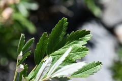 Farinopsis salesoviana