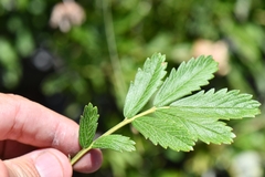 Farinopsis salesoviana