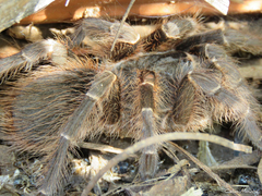 Acanthoscurria natalensis