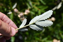 Farinopsis salesoviana