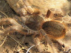 Acanthoscurria natalensis