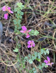 Indigofera alopecuroides