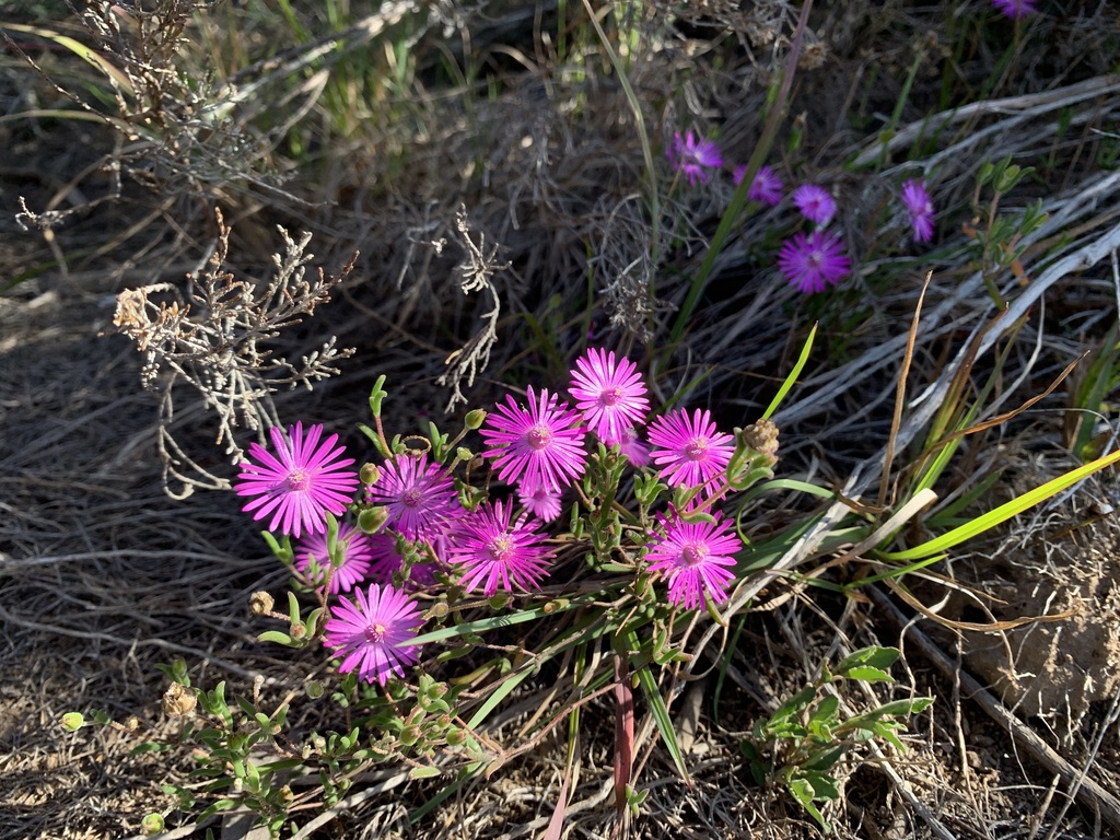 Drosanthemum gracillimum from Kouga, Humansdorp, EC, ZA on July 26 ...