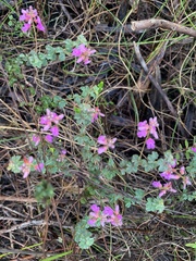 Indigofera alopecuroides