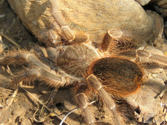 Acanthoscurria natalensis