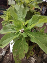 Scalesia affinis affinis