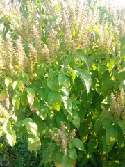 Ocimum gratissimum