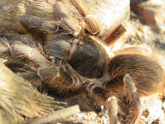 Acanthoscurria natalensis