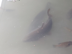Cyprinus carpio