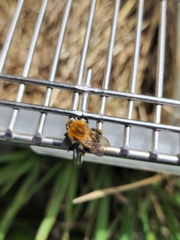 Andrena clarkella