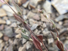 Polygonum austiniae