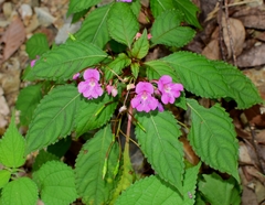 Impatiens chekiangensis