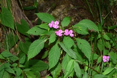 Impatiens chekiangensis