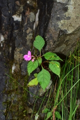 Impatiens chekiangensis