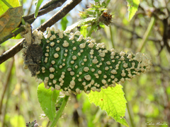 Ibatia