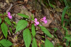 Impatiens chekiangensis